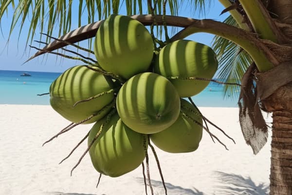 มะพร้าว