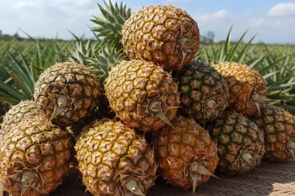 สัปปะรด